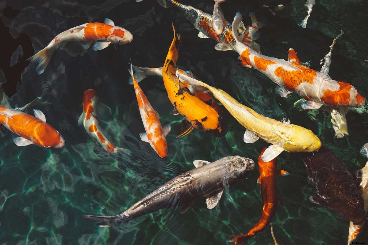 10+ Pros and Cons of Aquaculture (Fish Farming)