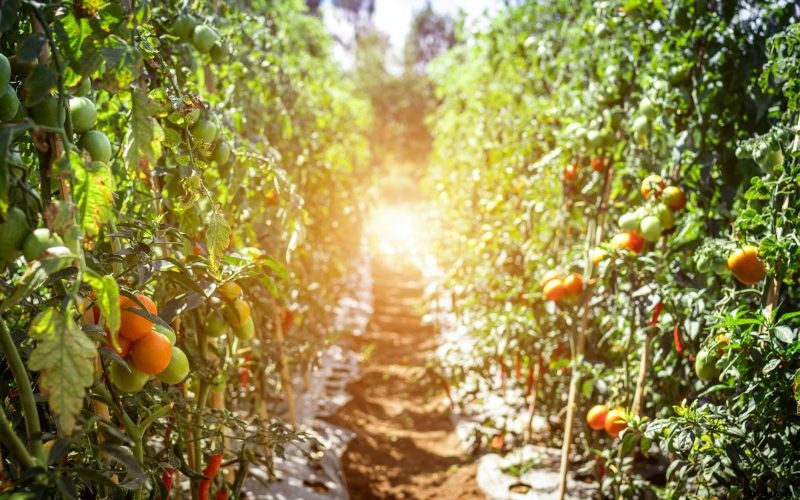 Crop Rotation; Examples, Benefits, Cons and DIY kit