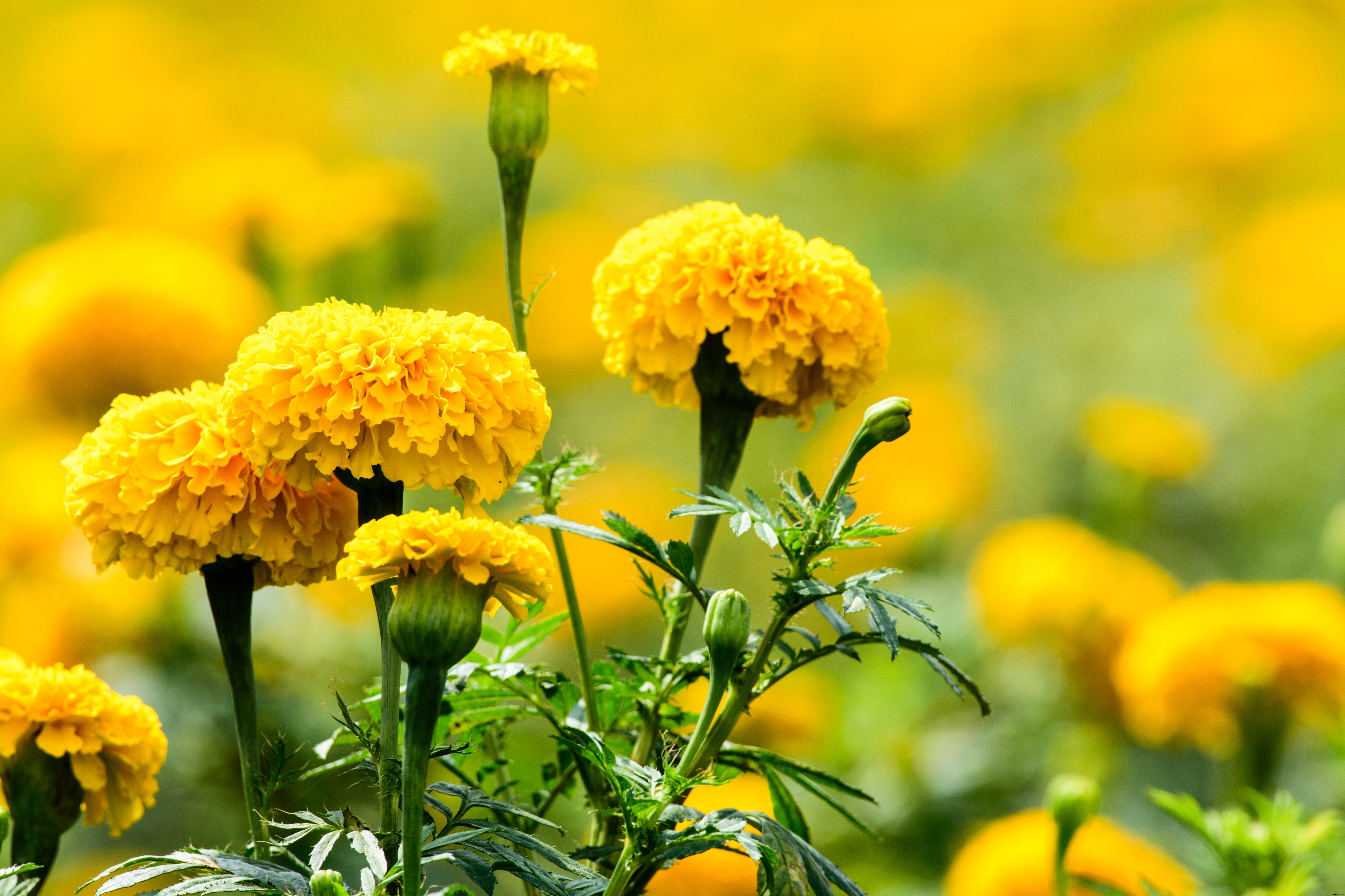 ​Propagation of Marigolds Using Tissue Culture