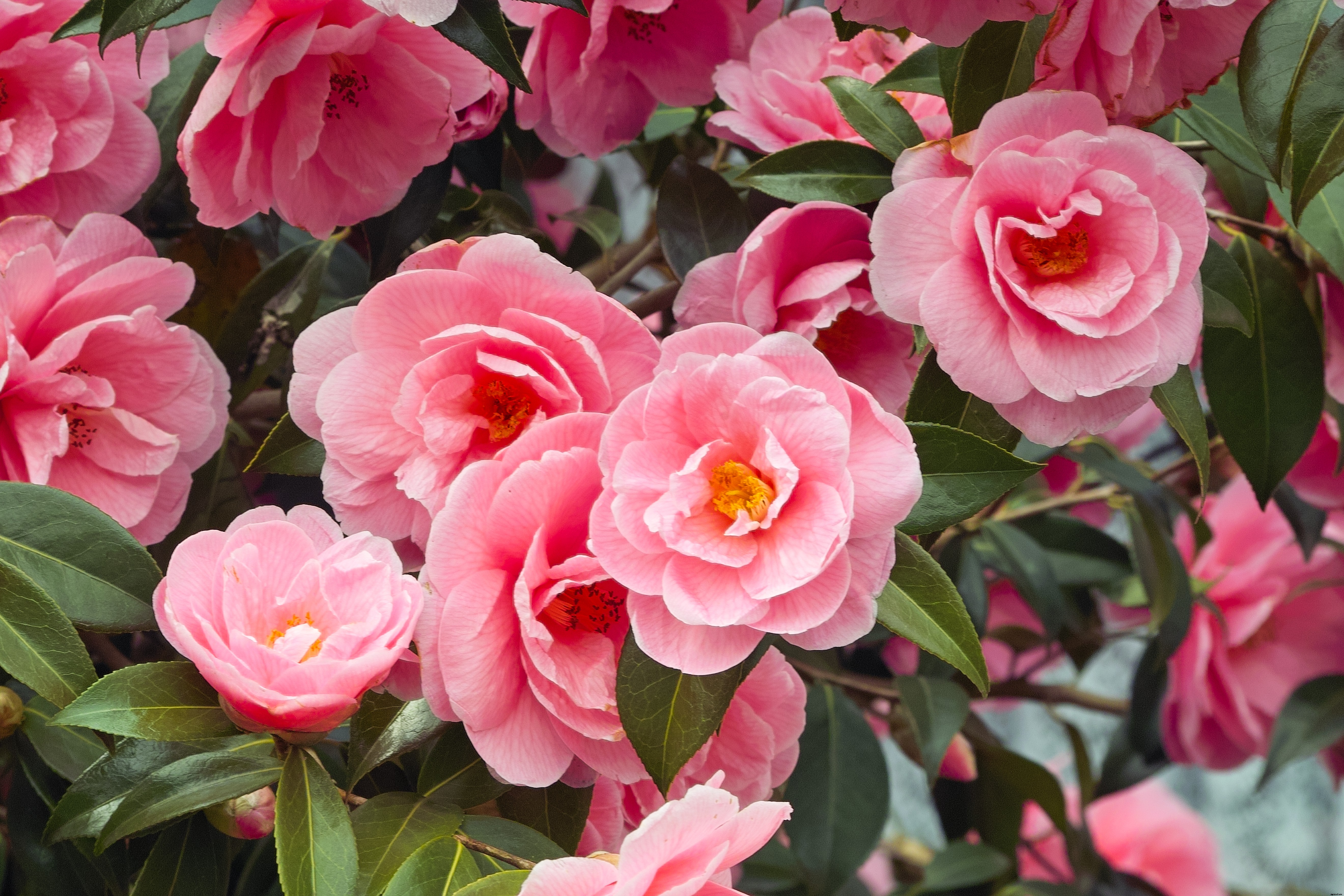​How to Tissue Culture Camellia?