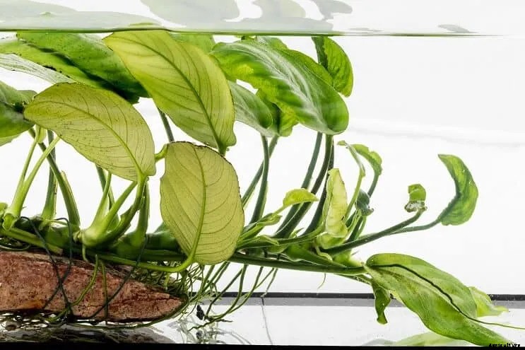 How to Tissue Culture Anubias?