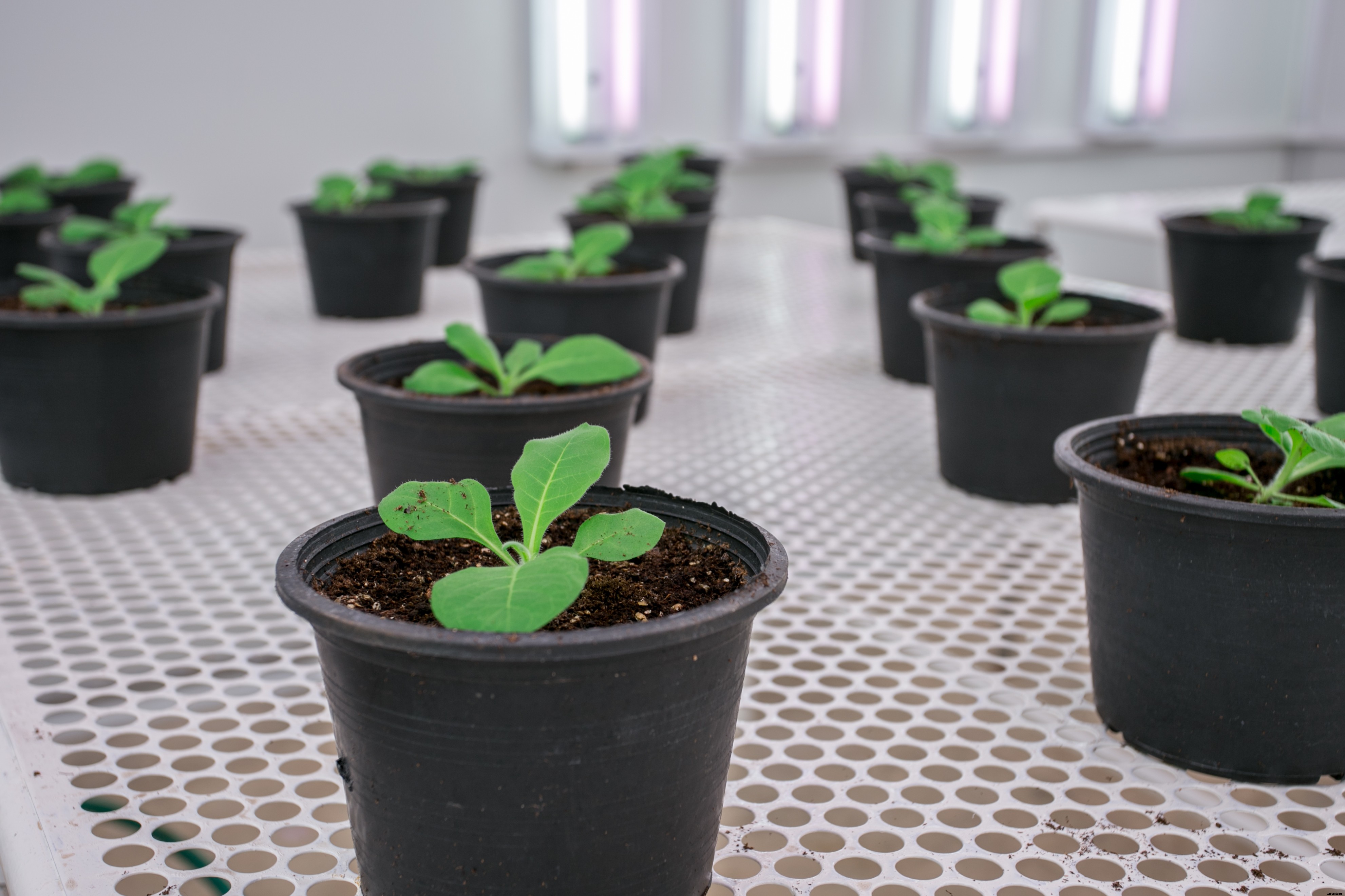 ​How Do Environmental Factors Affect Tissue Culture?