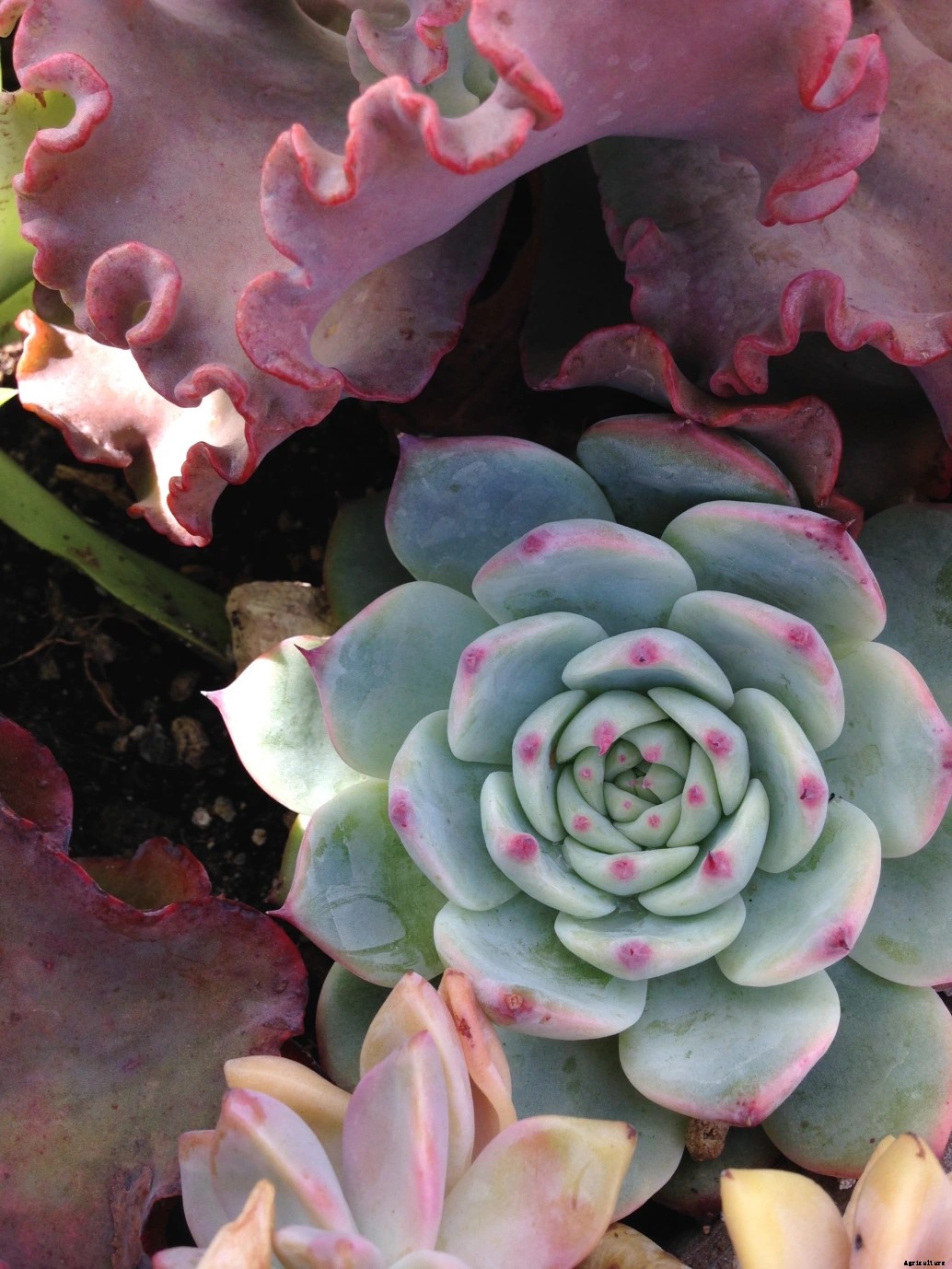 Succulent Tissue Culture - The Way to Save the Endangered Species of Succulents