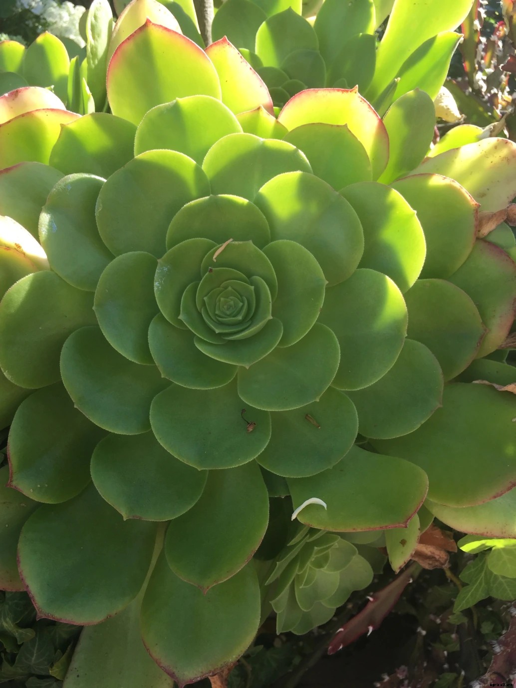 Succulent Tissue Culture - The Way to Save the Endangered Species of Succulents