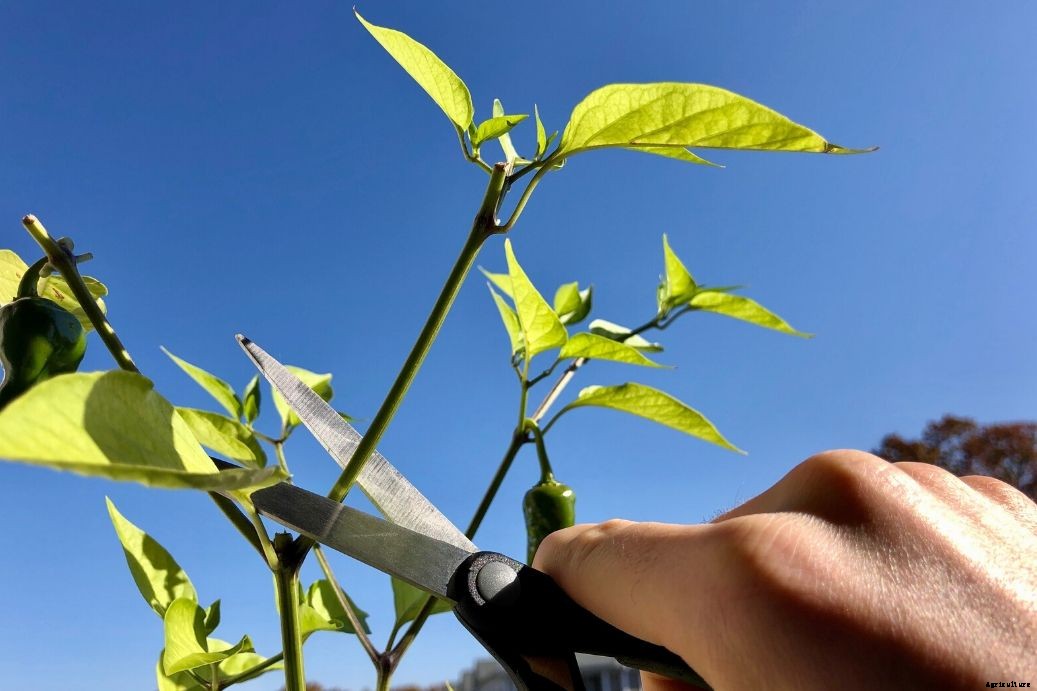 Pruning Pepper Plants – How Prune Pepper Plants Right