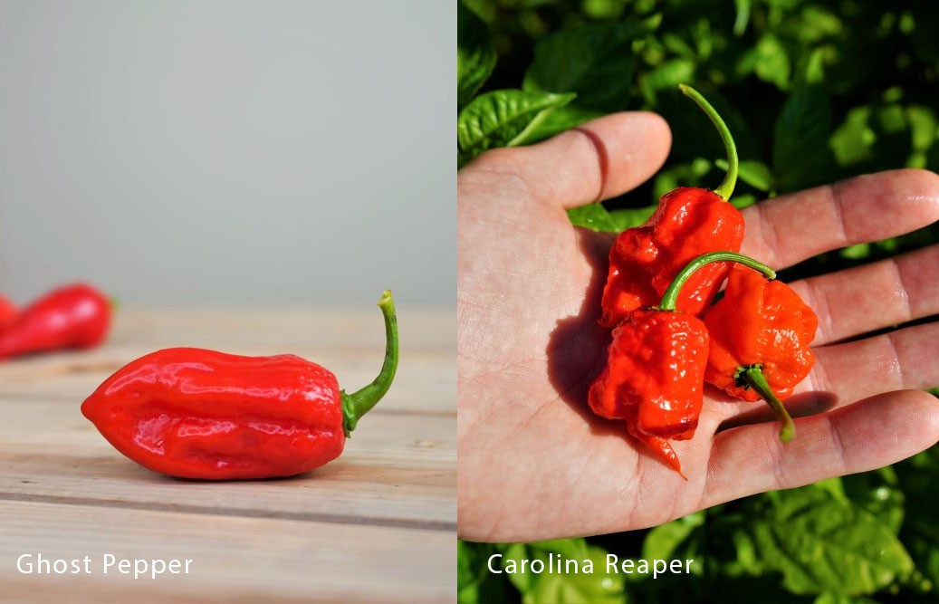 Ghost Pepper vs. Carolina Reaper