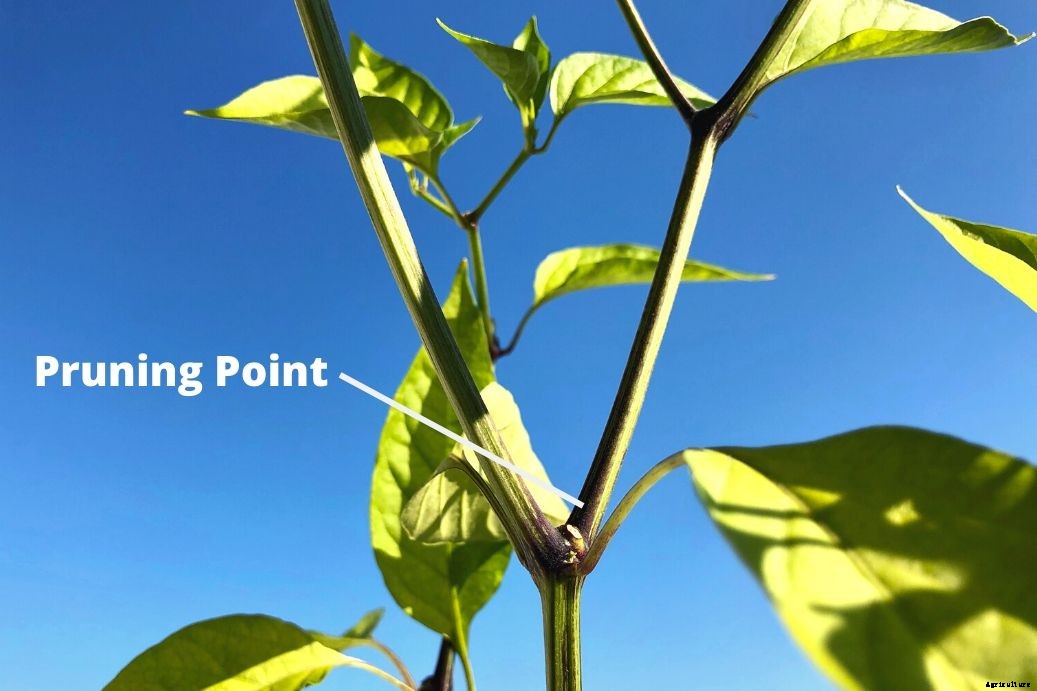 Pruning Pepper Plants – How Prune Pepper Plants Right