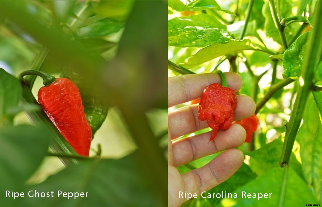 Ghost Pepper vs. Carolina Reaper