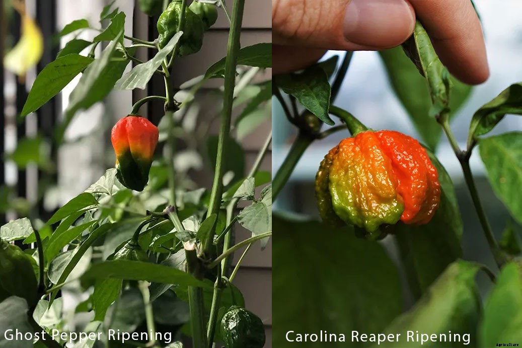 Ghost Pepper vs. Carolina Reaper