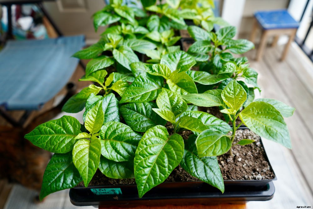 Pepper Plant Care Tips (at Every Stage)