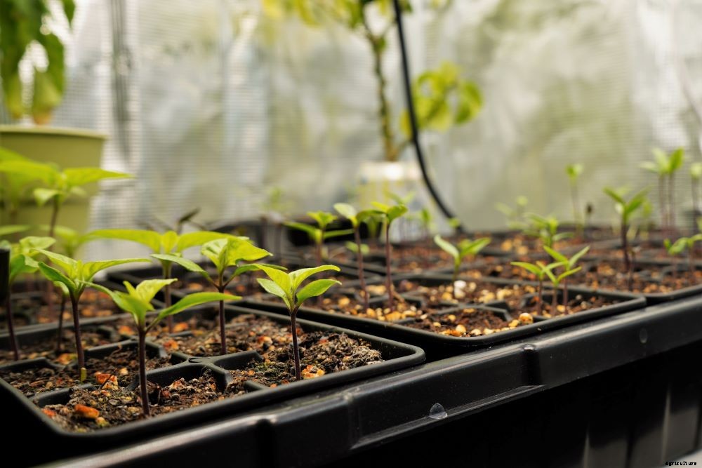 Pepper Plant Care Tips (at Every Stage)