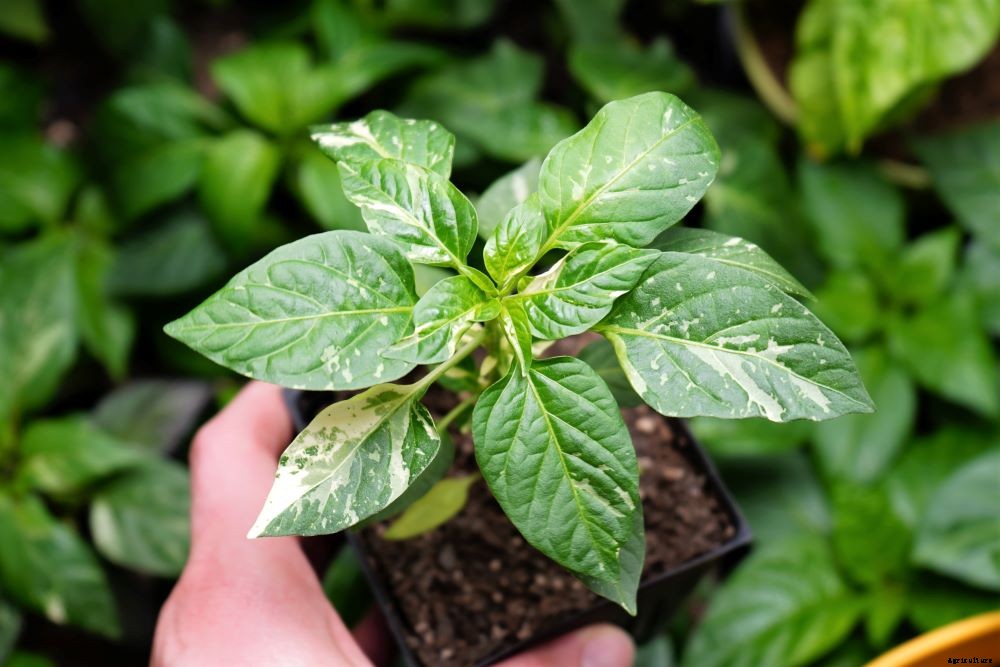 Pepper Plant Care Tips (at Every Stage)