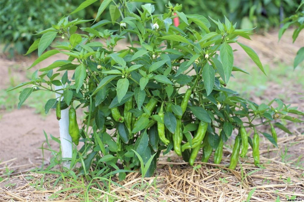 Pepper Plant Care Tips (at Every Stage)