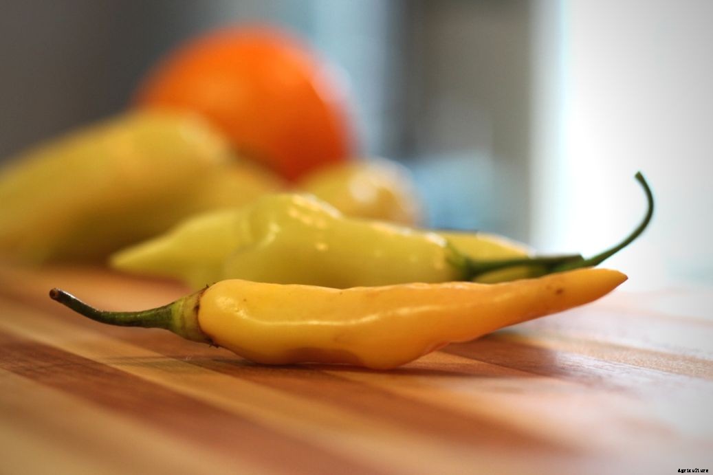 Sugar Rush Peach Peppers – Everything About Them