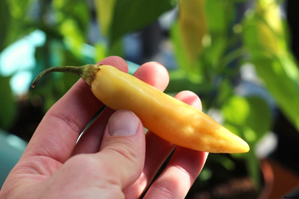 Sugar Rush Peach Peppers – Everything About Them