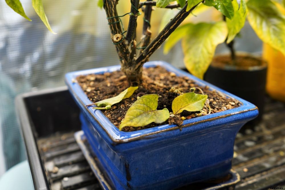 Pepper Plant Leaves Falling Off – Causes and Prevention