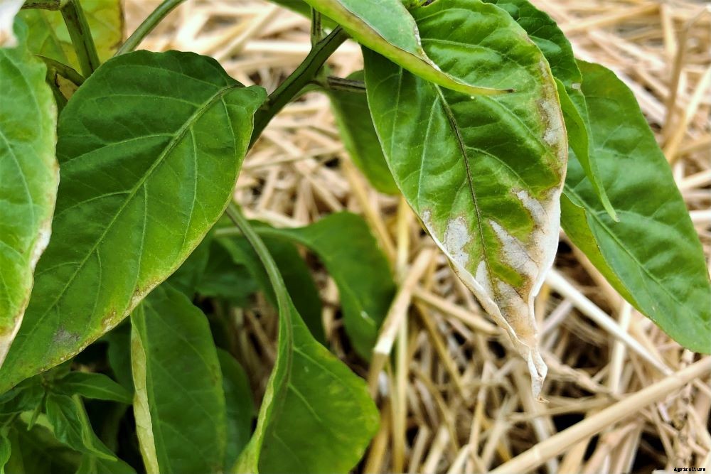 Pepper Plant Leaves Falling Off – Causes and Prevention