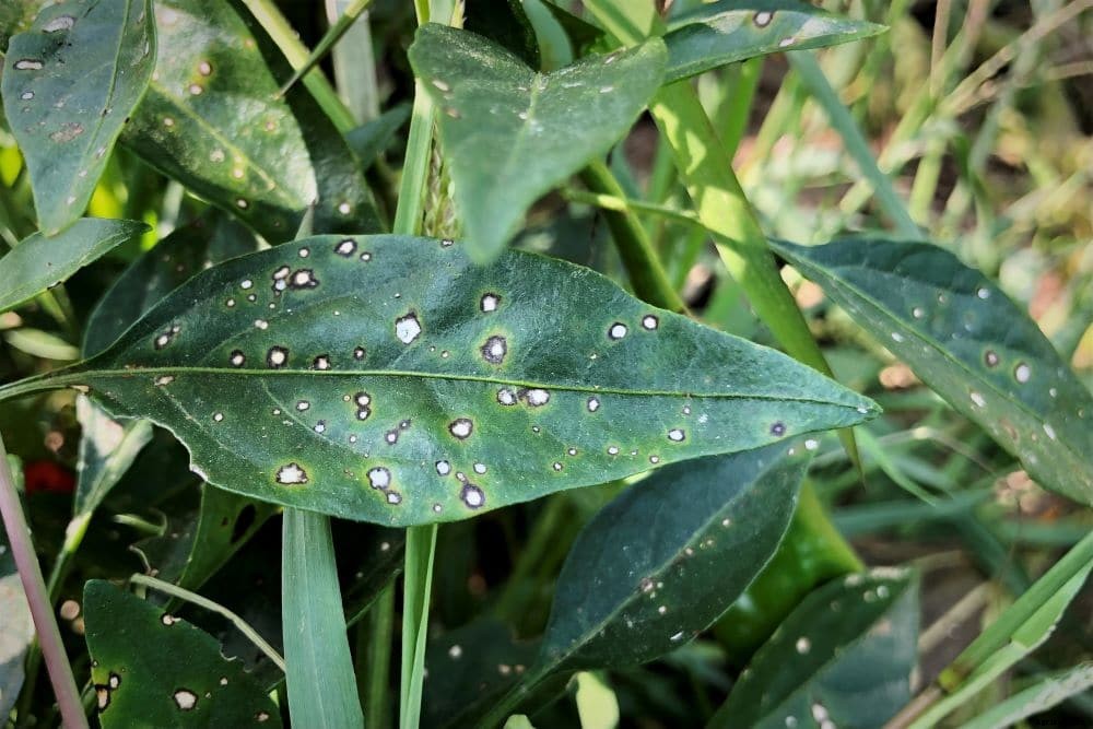 Pepper Plant Leaves Falling Off – Causes and Prevention