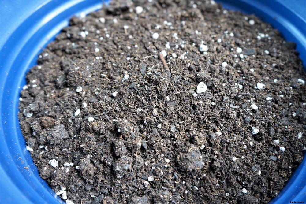 Best Soil For Pepper Plants – Potted Plants and In-Ground