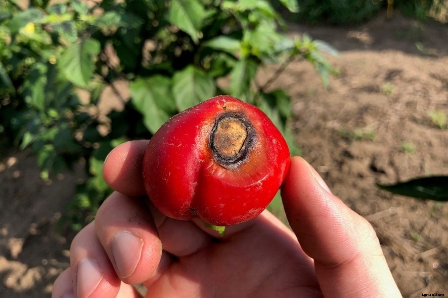 Blossom End Rot On Pepper and Tomato Plants