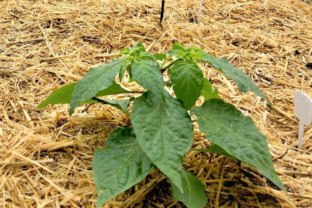 Blossom End Rot On Pepper and Tomato Plants