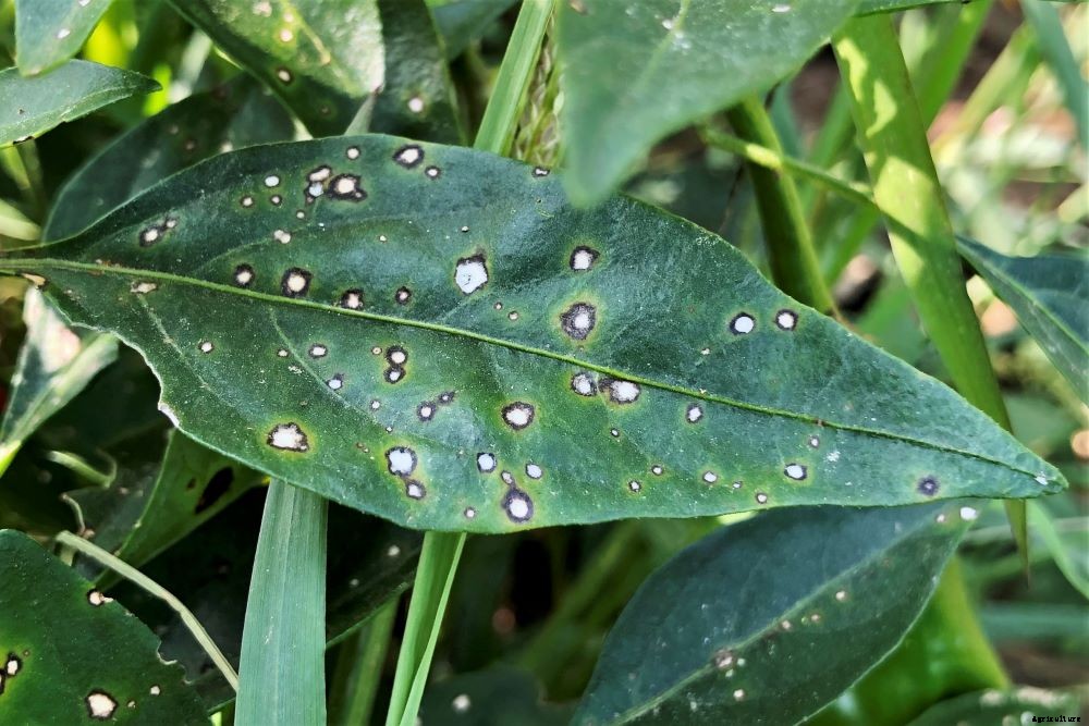 Spots On Pepper Leaves – How to Diagnose and Treat