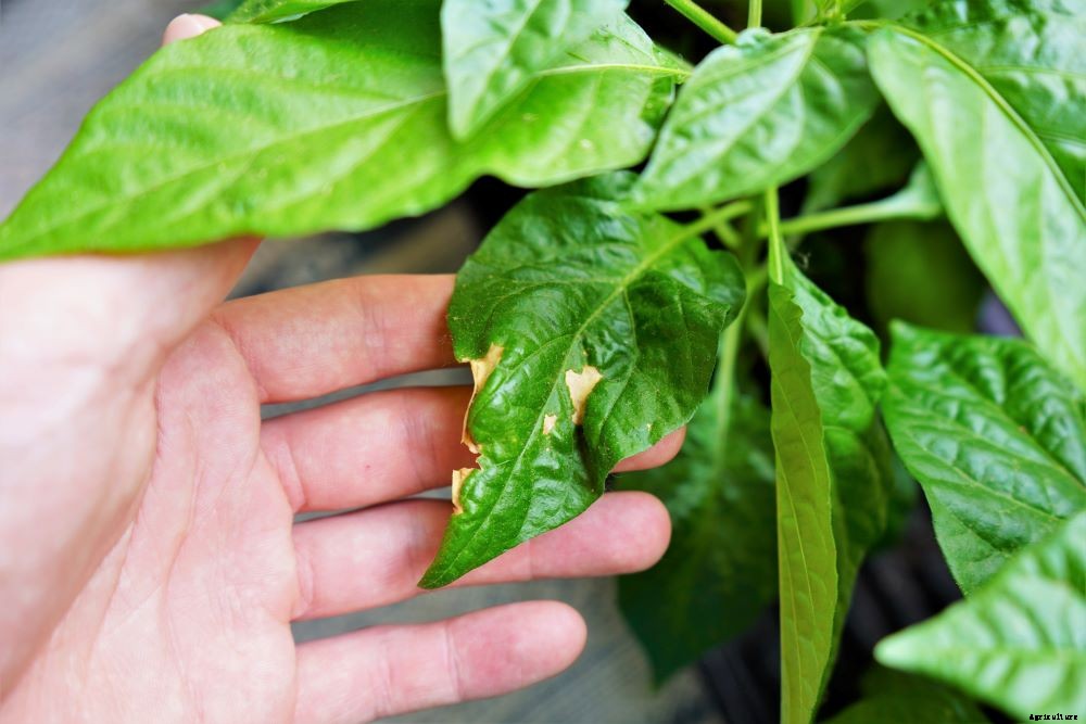 Spots On Pepper Leaves – How to Diagnose and Treat