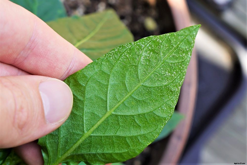 Spots On Pepper Leaves – How to Diagnose and Treat
