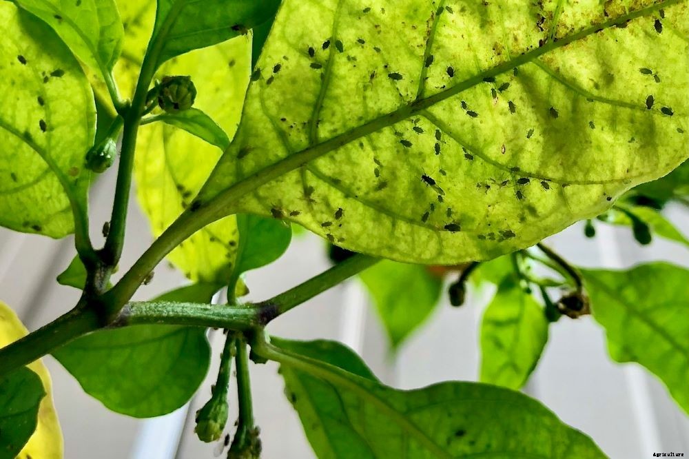 Spots On Pepper Leaves – How to Diagnose and Treat