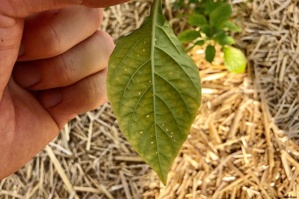 Spots On Pepper Leaves – How to Diagnose and Treat