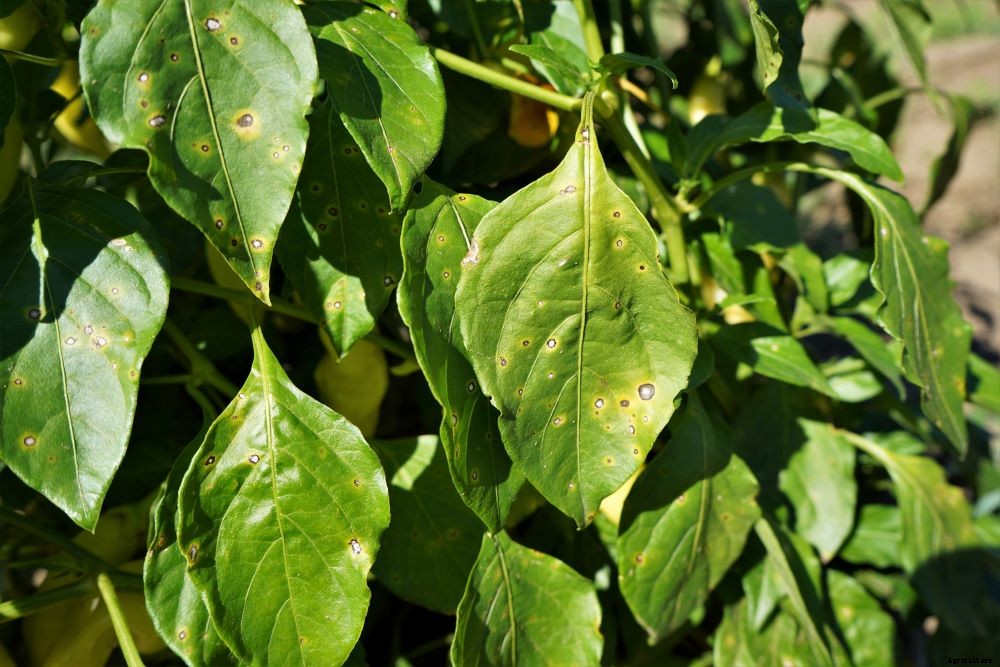 Spots On Pepper Leaves – How to Diagnose and Treat