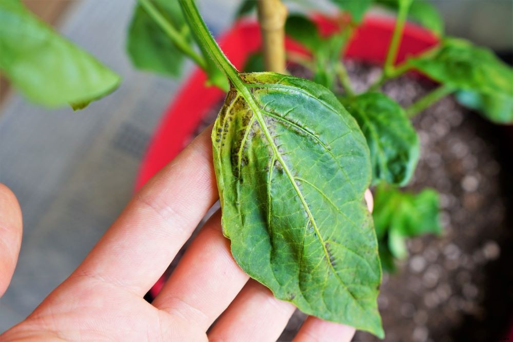 Spots On Pepper Leaves – How to Diagnose and Treat