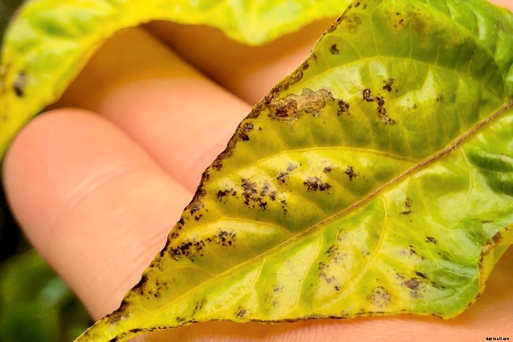 Spots On Pepper Leaves – How to Diagnose and Treat