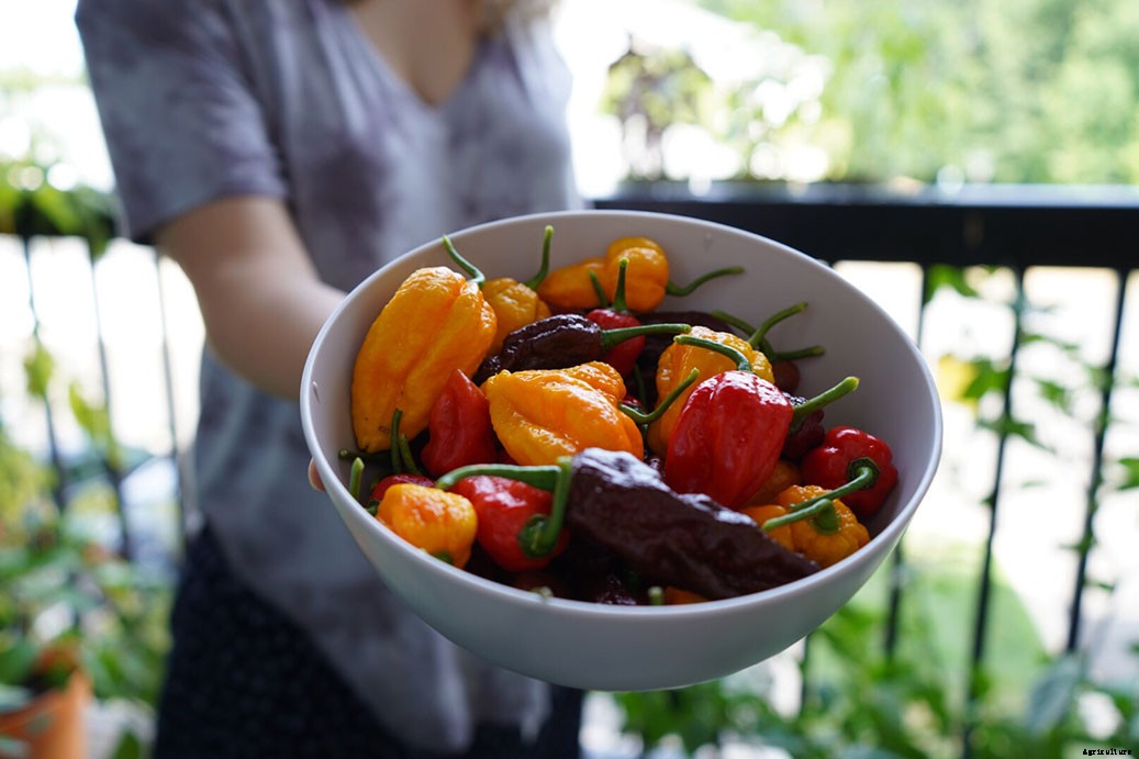 How To Grow Ghost Peppers (Bhut Jolokia) From Seed