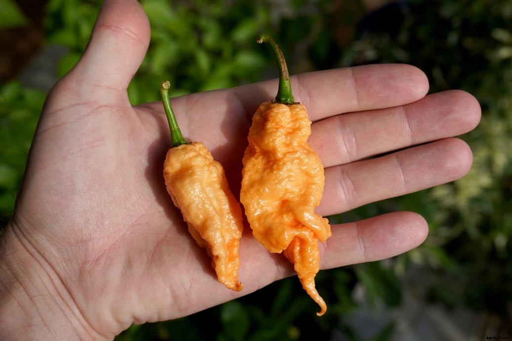 How To Grow Ghost Peppers (Bhut Jolokia) From Seed