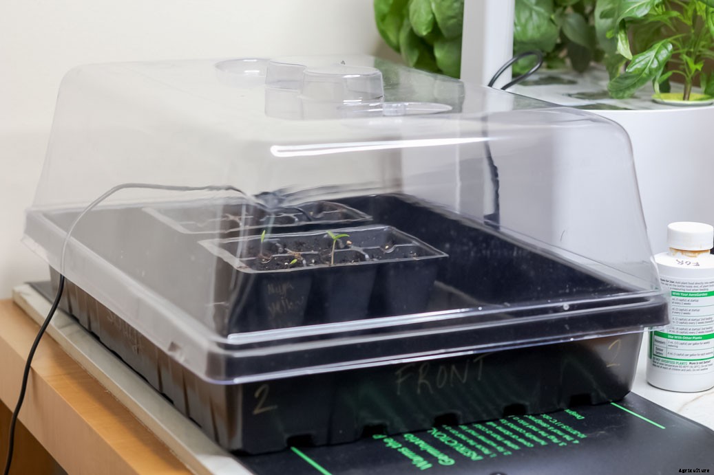 How To Grow Ghost Peppers (Bhut Jolokia) From Seed