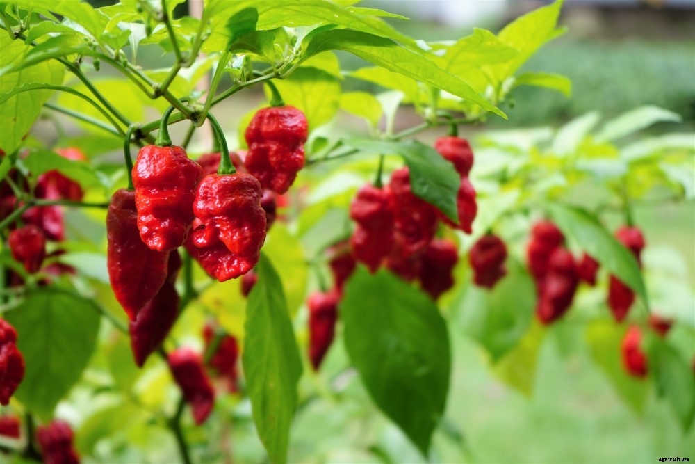 How To Grow Ghost Peppers (Bhut Jolokia) From Seed