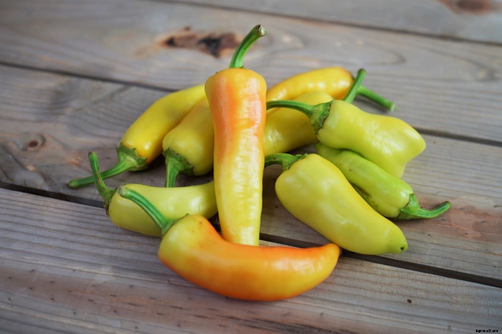 When To Pick Banana Peppers – How To Know When To Harvest