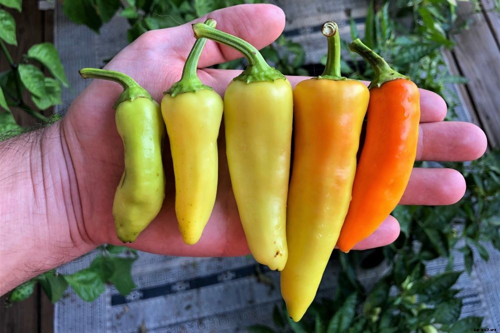 When To Pick Banana Peppers – How To Know When To Harvest