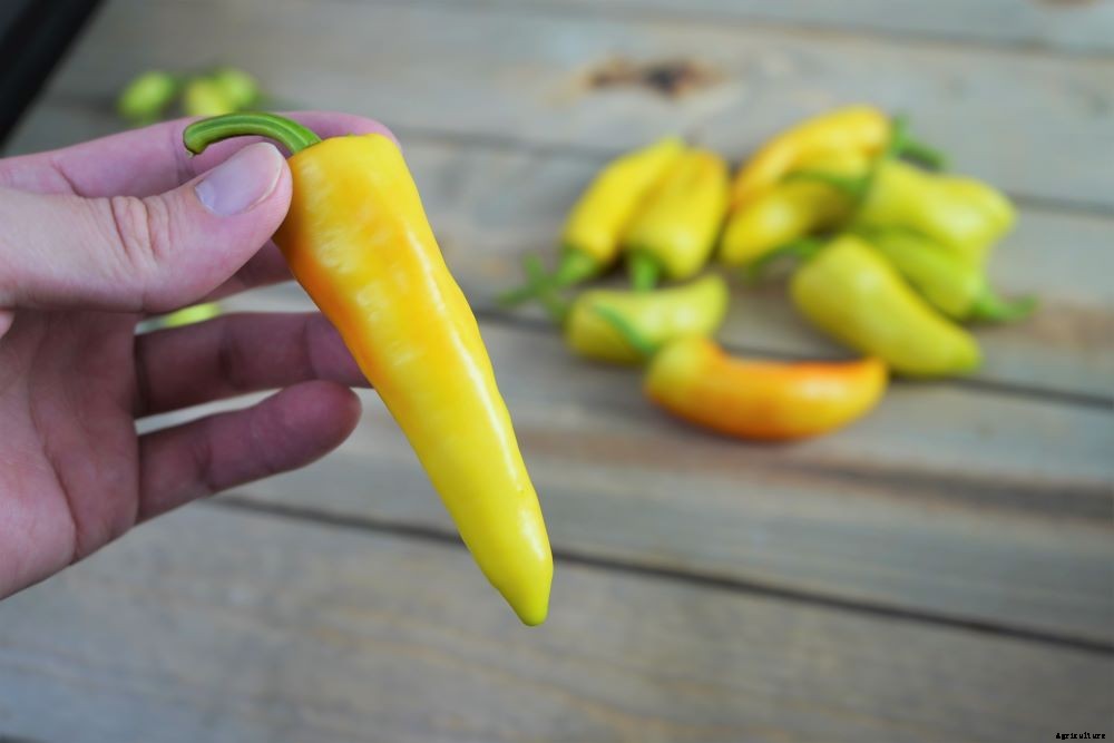 When To Pick Banana Peppers – How To Know When To Harvest