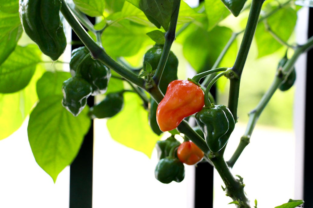 How To Increase Pepper Plant Yield