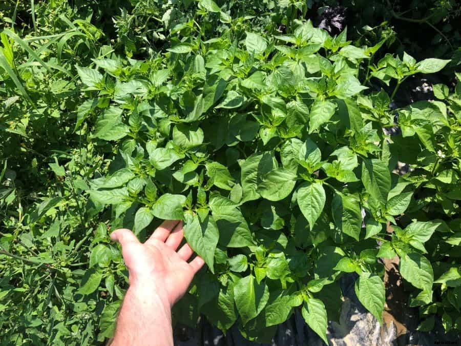 How To Increase Pepper Plant Yield