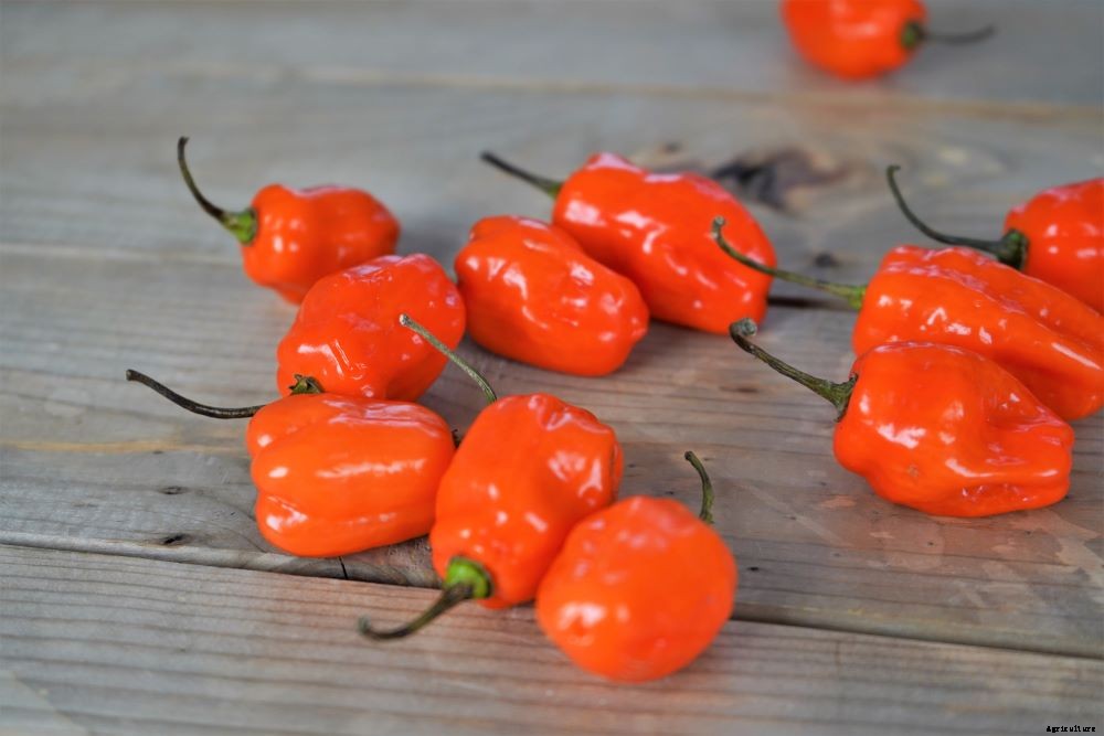 When to Pick Habanero Peppers – Harvesting Hot Peppers