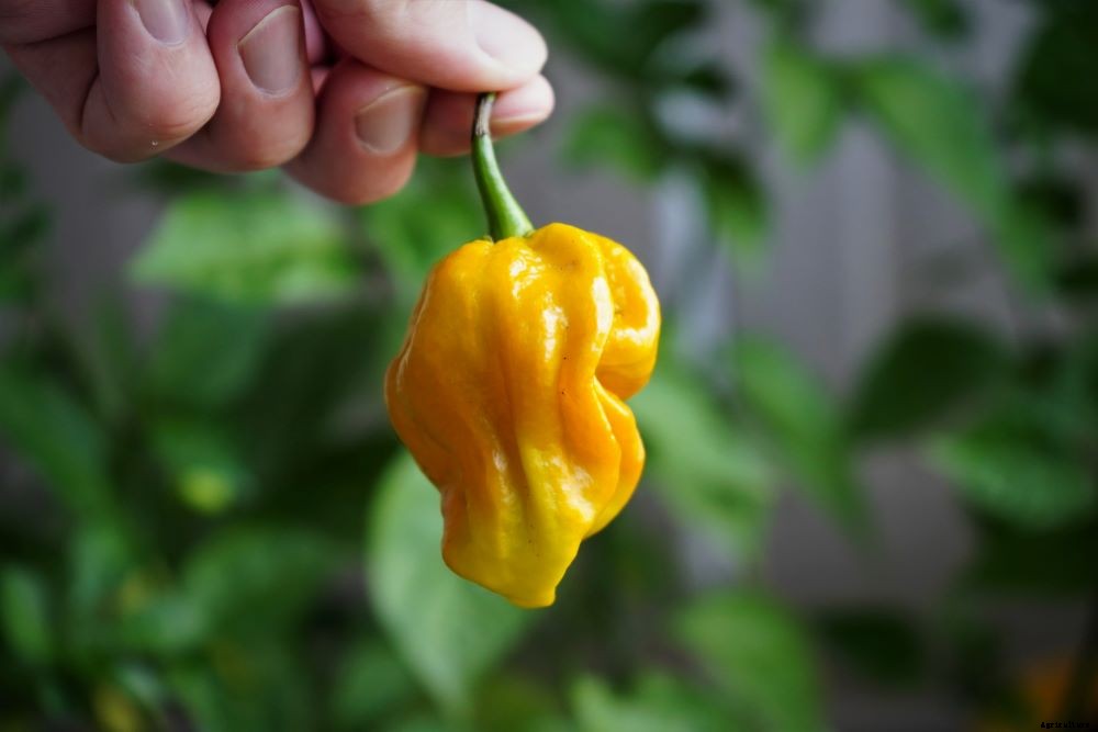 When to Pick Habanero Peppers – Harvesting Hot Peppers