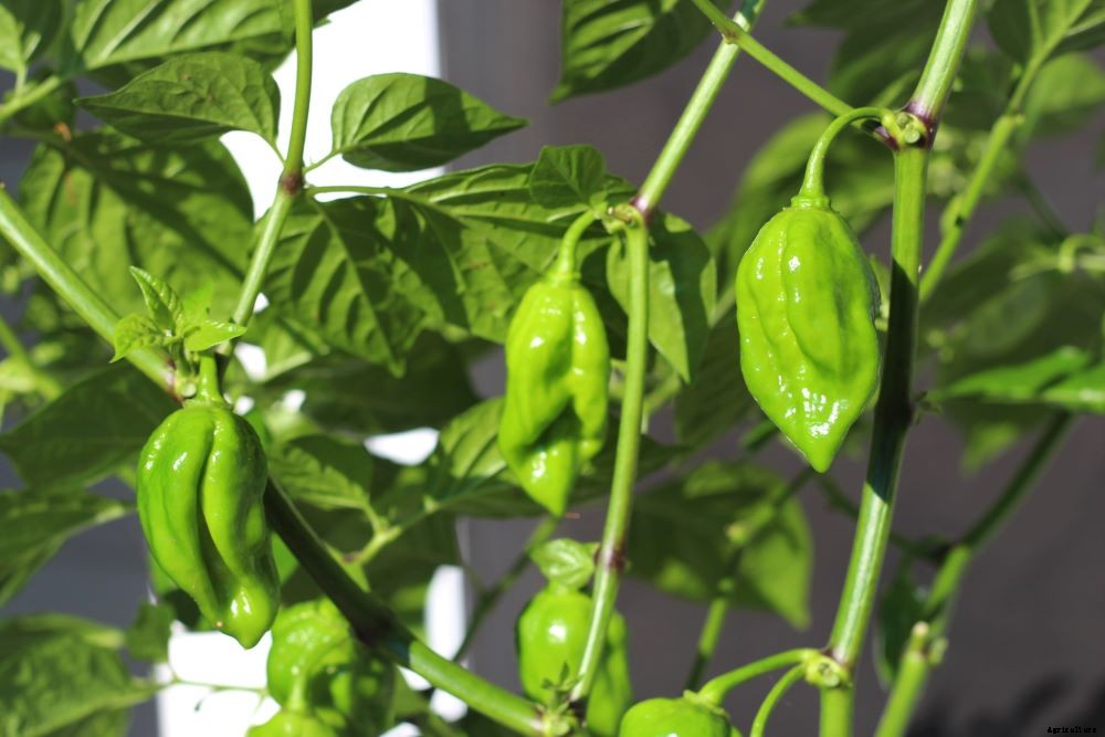 When to Pick Habanero Peppers – Harvesting Hot Peppers