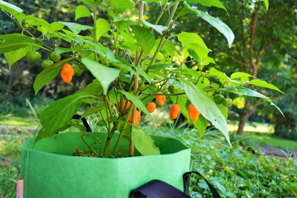 When to Pick Habanero Peppers – Harvesting Hot Peppers