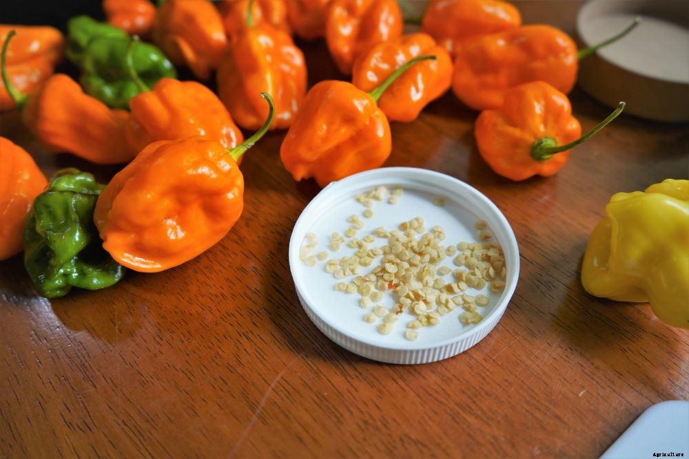 When to Pick Habanero Peppers – Harvesting Hot Peppers