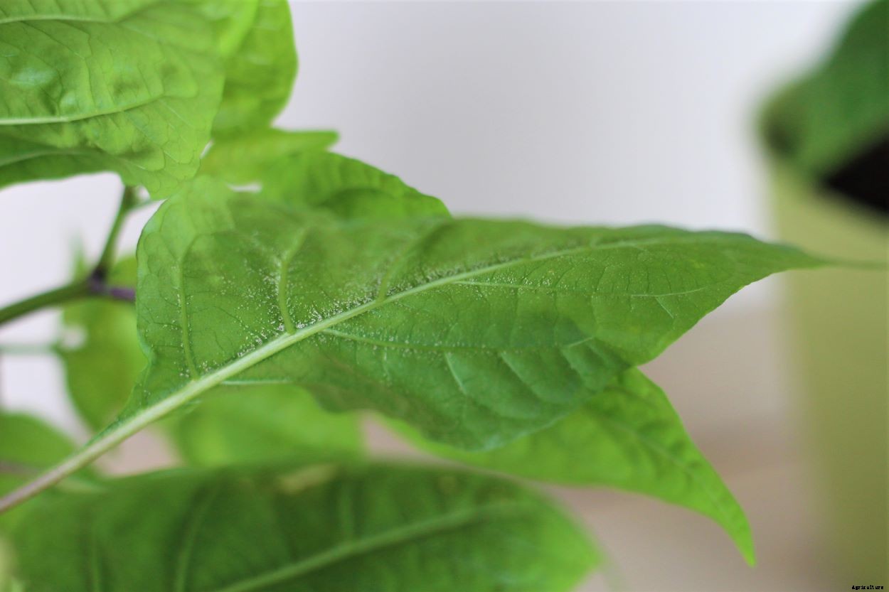 Edema In Plants – How To Treat (With Pictures)