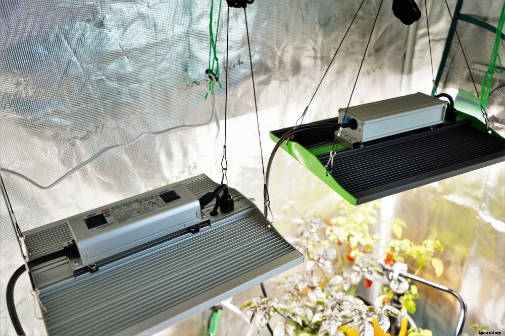 Growing Peppers Indoors – Year Round Pepper Harvests