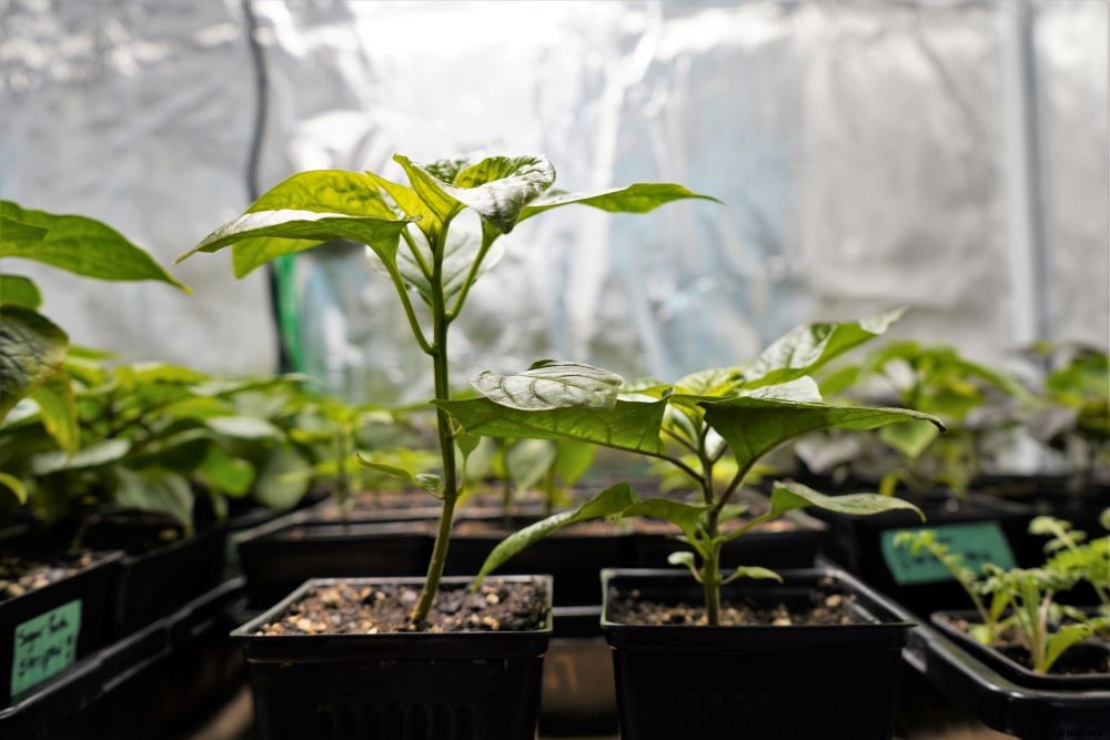 Growing Peppers Indoors – Year Round Pepper Harvests